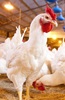 We can't pay our execs chickenfeed, says Astral Foods CEO after investors reject pay policy